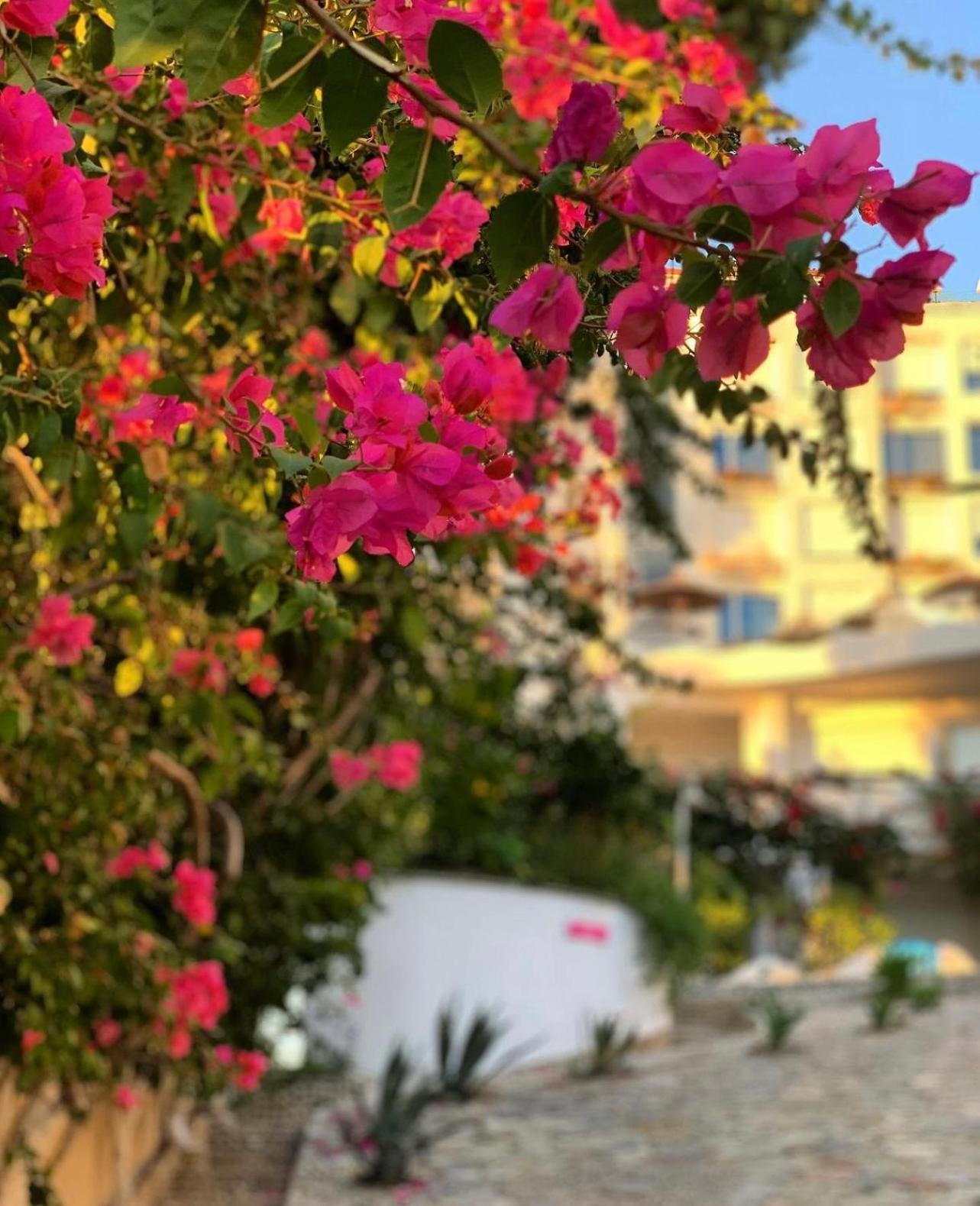 Bellavista Apartments Bougainville Bay Σαράντα Εξωτερικό φωτογραφία